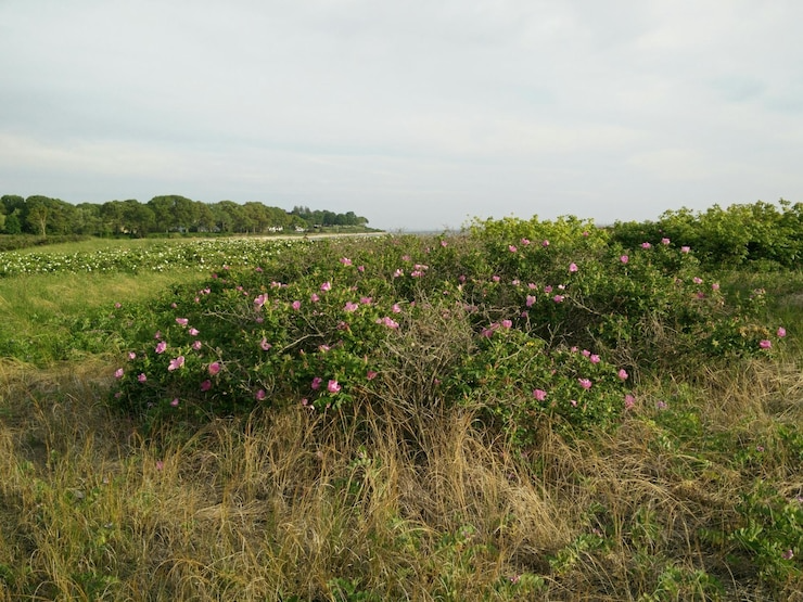 download - 2025-05-07T153743.745